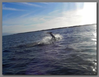 DSCN4009 Dolphin off Isabella island.jpg