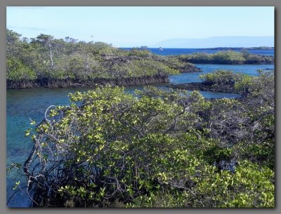 DSCN4019 Mangroves  at Punta moreno Isabella island.jpg