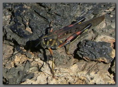 DSCN4034 Painted locust.jpg