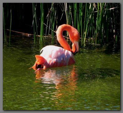 DSCN4039 Gal.Flamingo Floreana.jpg