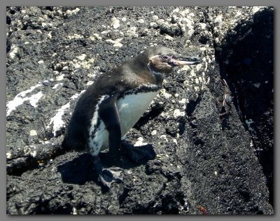 DSCN4089 Galapagos penguinIsabella island.jpg