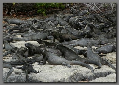 DSCN4125 Iguanas on Fernandina island.jpg
