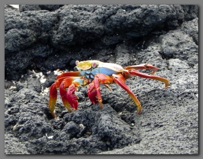 DSCN4149 Sally lightfoot crab Fernandina island.jpg
