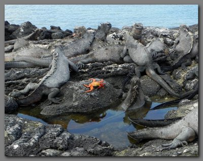 DSCN4151 Iguanas with crab. Fernandina island.jpg