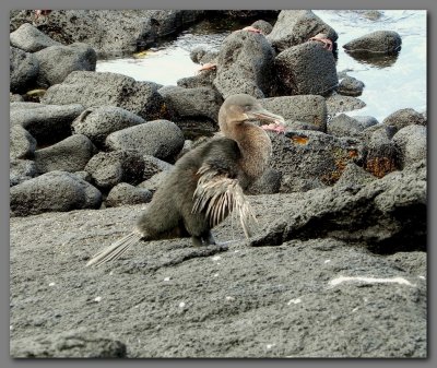 DSCN4152 Flightless cormorant. Fernandina island.jpg