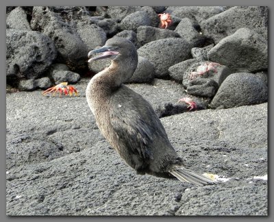 DSCN4158 flightless cormorant.jpg