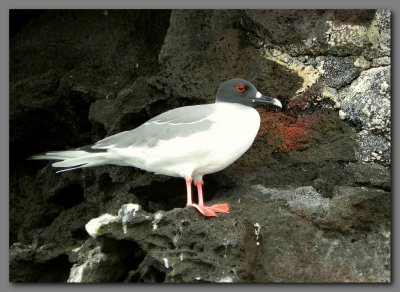 DSCN4252 Swallowtail gull. genovesa   island.jpg