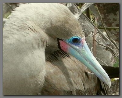 DSCN4318 Red footed booby head.jpg