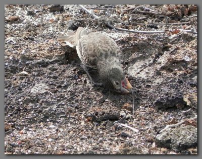 DSCN4341 Large ground finch Genevesa island.jpg