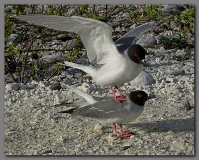 DSCN4498 Swallow- tailed gulls  procreating.jpg