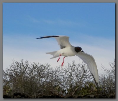 DSCN4502 Swallow-tailed gull Genevesa.jpg
