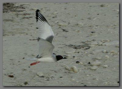 DSCN4510 Swallow-tailed gull in flight.jpg