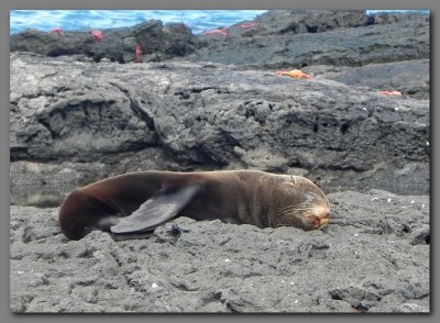 DSCN4549 Galapagos fur seal.jpg