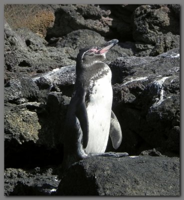 DSCN4608 Galapagos penguin Bartolome island.jpg