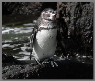 DSCN4614 Galapagos penguin Bartolome Island.jpg
