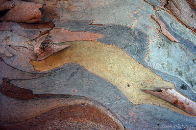 tree bark