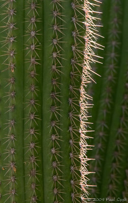 Cactus, South Coast Botanical Gardens
