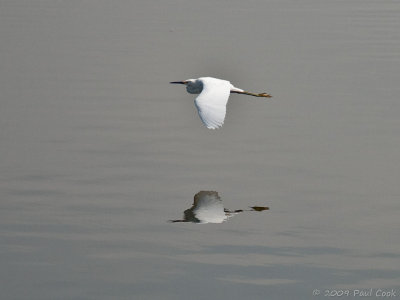 Snowy Egret #5, Ken Malloy Harbor Regional Park, 10/09
