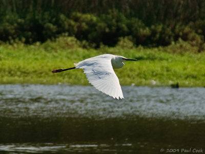 Snowy Egret #2, Ken Malloy Harbor Regional Park, 10/09