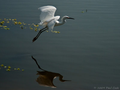 Snowy Egret #1, Ken Malloy Harbor Regional Park, 11/09
