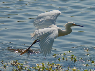 Snowy Egret #7, Ken Malloy Harbor Regional Park, 10/09