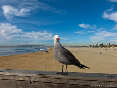 Seal Beach Pier