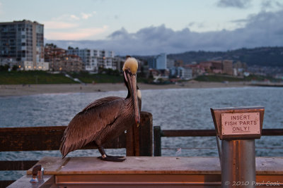 smart bird