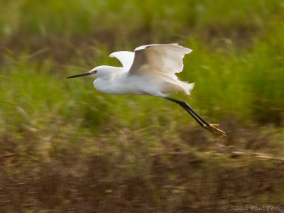 Snowy Egret #9, Ken Malloy Harbor Regional Park, 4/10