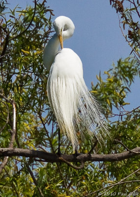 Snowy Egret #6, Madrona Marsh, 4/10