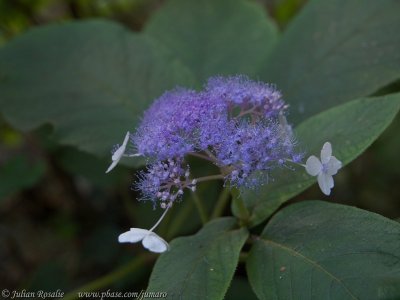 Late hydrangea