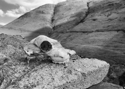 sheep skull