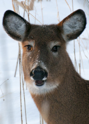 cerf de virginie