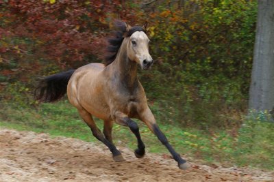 Horse Photos