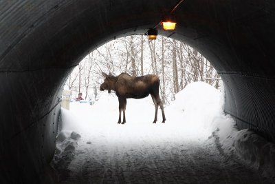 ANC_Snowfall_03Mar2012_ 007_MooseBlockingTunnel [800x533].JPG