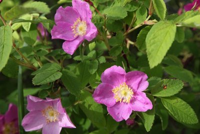 Eklutna_SolsticeFlowers_20Jun2012_0014 [800x533].JPG