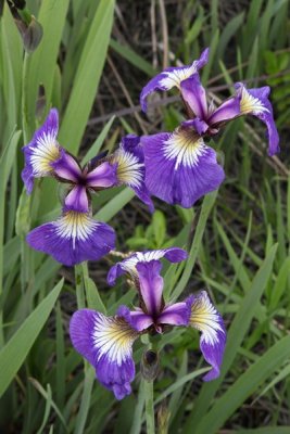 Eklutna_SolsticeFlowers_20Jun2012_0030 [401x600].JPG