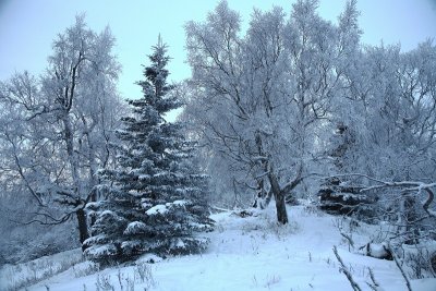 Kincaid_Snow_04Jan2012_ 005 [800x533].JPG