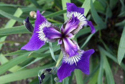 OLG_MaryGdn_Iris_19Jun2012__0002 [800x535].JPG