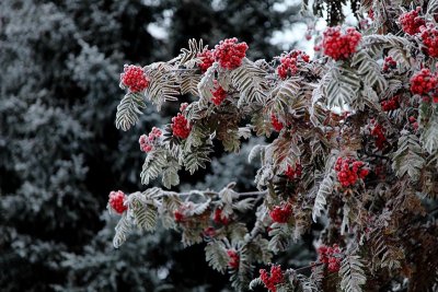 WileyPost_Frost_13Nov2012_0004 [800x533].JPG
