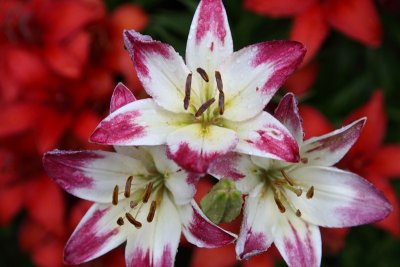 WileyPost_Lilies_in_Rain_02Aug2012_0012 [800x533].JPG
