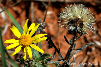 Golden Aster