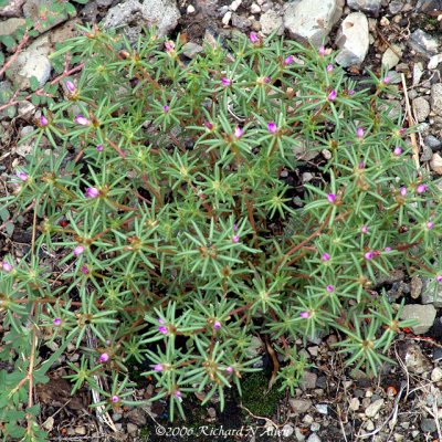 Rose Purslane