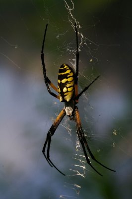 Yellow garden spider (Argiope aurantia Lucas)