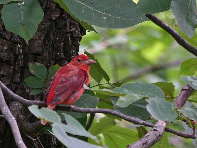 Summer Tanager