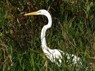 Great Egret