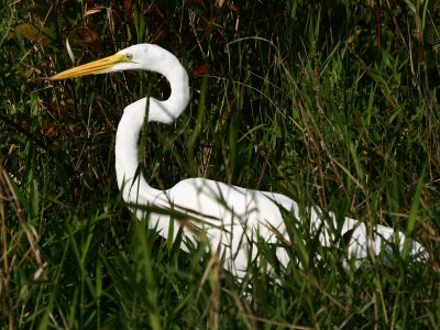 Great Egret 3