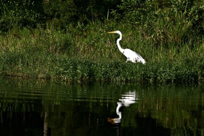 Great Egret 6