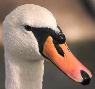 Swan
