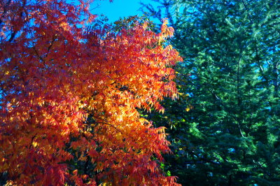 Fall color in Julian