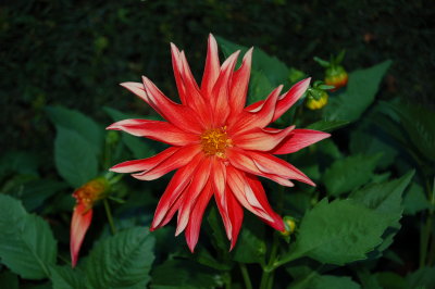 Butchart Gardens, Victoria